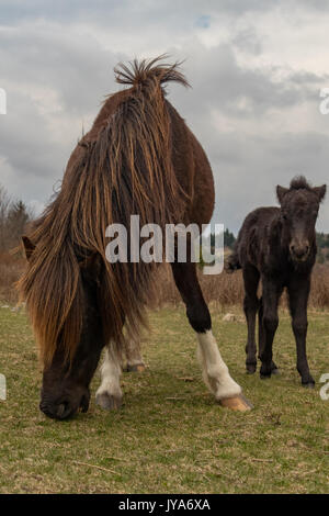 Wild pony and black foal at Grayson Highlands State Park Stock Photo