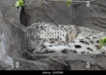 Snow leopard sleeping on a rock Stock Photo