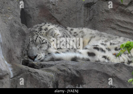 Snow leopard sleeping on a rock Stock Photo