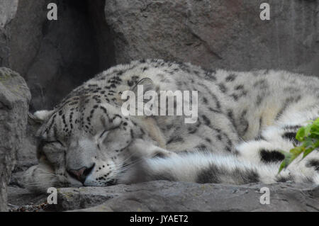 Snow leopard sleeping on a rock Stock Photo