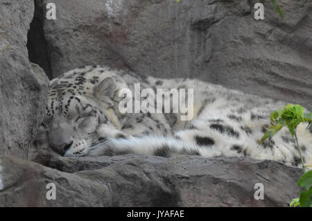 Snow leopard sleeping on a rock Stock Photo