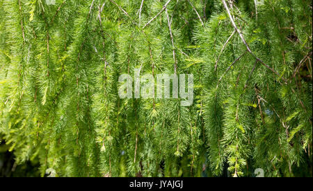 Background of green larch leaves Stock Photo