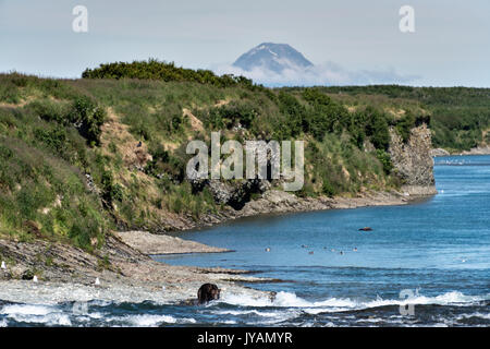 Adult grizzly bears fish for chum salmon in the upper McNeil River falls at the McNeil River State Game Sanctuary with St. Augustine volcano on the Kenai Peninsula, Alaska. The remote site is accessed only with a special permit and is the world’s largest seasonal population of brown bears. Stock Photo