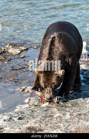 A large adult grizzly bear eats a chum salmon caught in the upper McNeil River falls at the McNeil River State Game Sanctuary on the Kenai Peninsula, Alaska. The remote site is accessed only with a special permit and is the world’s largest seasonal population of brown bears. Stock Photo