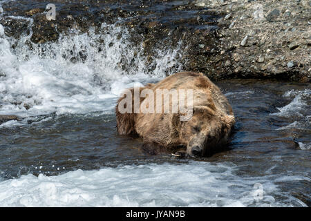An elderly adult grizzly bear boar known as Ears rests in water of the upper McNeil River falls at the McNeil River State Game Sanctuary on the Kenai Peninsula, Alaska. The remote site is accessed only with a special permit and is the world’s largest seasonal population of brown bears.