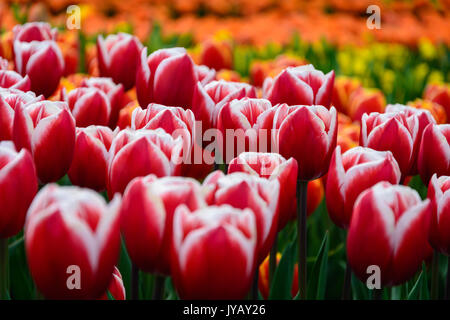 A close-up of red tulips in the famous Keukenhof park in Holland Stock Photo