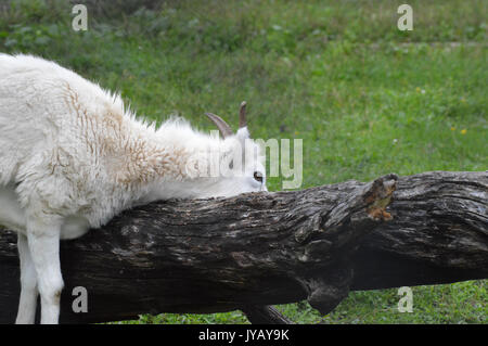 Dall Sheep in the green grass Stock Photo