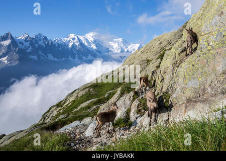 Ibex on the rocks with snowy peaks of Mount Blanc in the background  Chamonix Haute Savoie France Europe Stock Photo