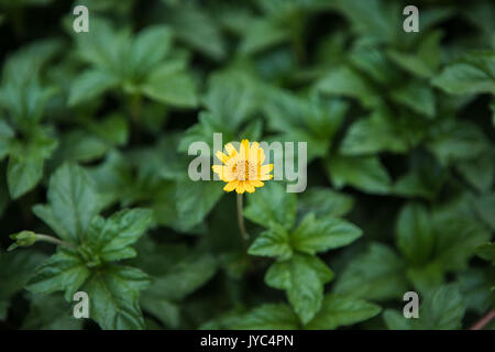 tiny small yellow flower green leaves Stock Photo