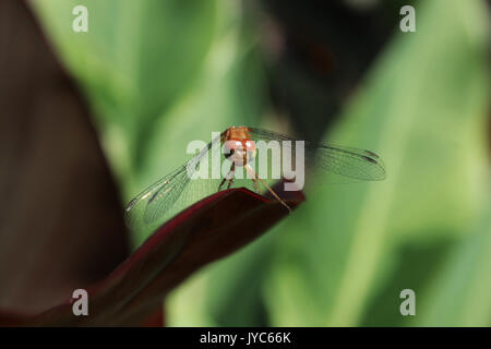 Dragonfly - Anisoptera - sitting on a leaf seemingly watching me with curiosity. Front view. Stock Photo