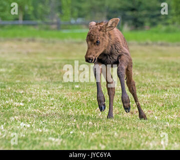 A Newborn Baby Moose Calf Running To Catch Up With Its Mother In A Mountain Meadow Stock Photo Alamy