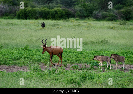 Guest and hunting farm Wildacker: Hartebeest (Alcelaphus caama) and Blue wildebeest calves (Connochaetes taurinus) in savanna Namibia Stock Photo