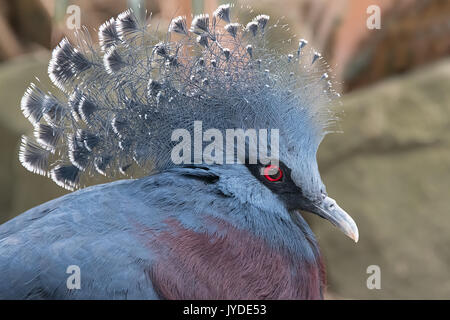 Close up head profile portrait of a victoria crowned pigeon showing full crown and red eye Stock Photo