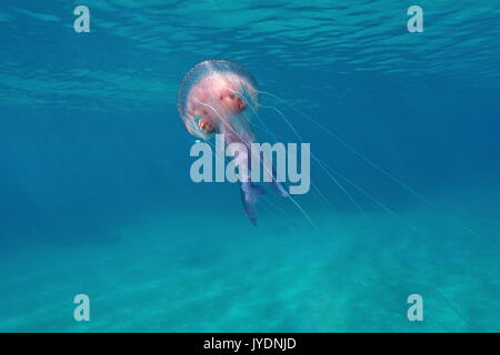 A mauve stinger jellyfish Pelagia noctiluca underwater close to water surface in the Mediterranean sea, Calabira,Tropea, Italy