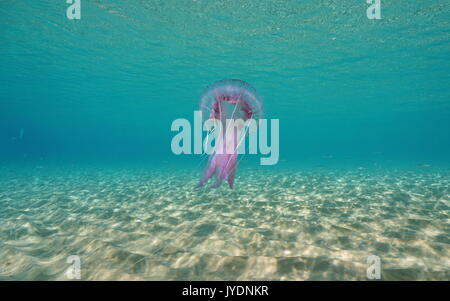 A mauve stinger jellyfish Pelagia noctiluca underwater between a sandy seabed and the water surface, Mediterranean sea, Spain, Costa Brava, Catalunya