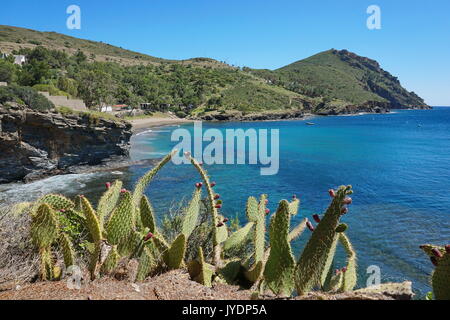 Spain Costa Brava coastal landscape, Cala la Pelosa and the cap Norfeu with cactus in foreground, Mediterranean sea, Alt Emporda, Girona, Catalonia