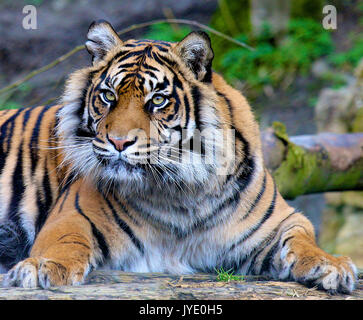 Rare Sumatran Tiger in Stately Pose Stock Photo