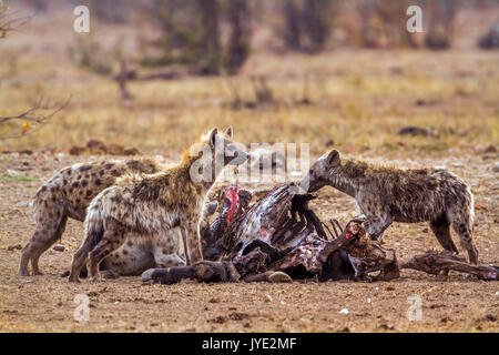 Spotted hyeana in Kruger national park, South Africa ; Specie Crocuta crocuta family of Hyaenidae Stock Photo