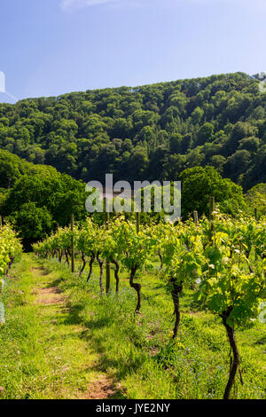 L Sharp Rows Rows of grapevines above the River Dart at Sharpham vineyard, Devon ...