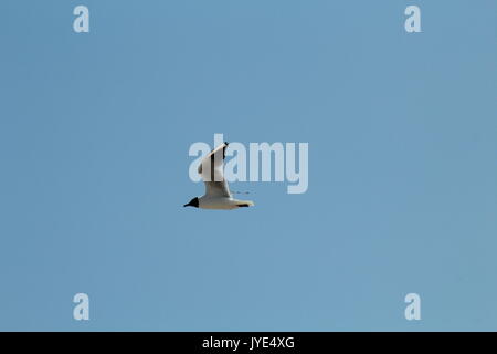 seagull flying through blue sky Stock Photo