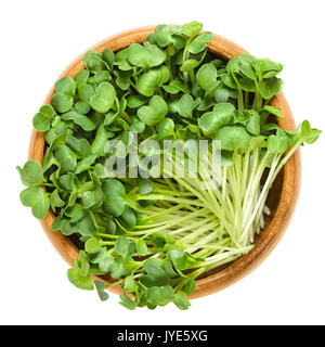 Daikon radish seedlings in wooden bowl. Sprouts of winter radish, also called Japanese or oriental radish and true daikon. Raphanus sativus. Stock Photo