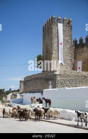 Herd of goats drinking water in a watering hole next to the castle of Sabiote in Andalucia, Spain Stock Photo