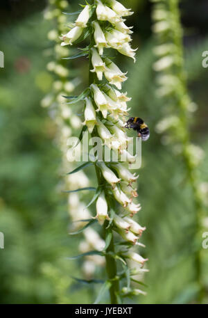 Bombus lucorum on Digitalis lutea flowers. Stock Photo