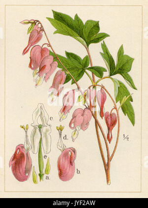 bleeding heart or Asian bleeding-heart Stock Photo