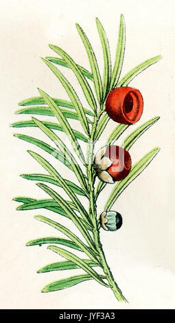 Taxus baccata, common yew, European yew Stock Photo