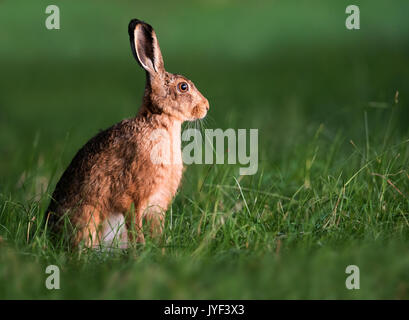 Brown Hare (Lepus europaeus) in early morning light, Warwickshire Stock Photo