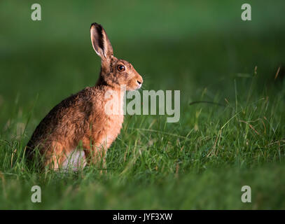 Brown Hare (Lepus europaeus) in early morning light, Warwickshire Stock Photo
