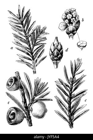 Taxus baccata, common yew, European yew Stock Photo