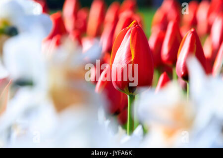 Close up of red tulips in bloom at the Keukenhof Botanical garden Lisse South Holland The Netherlands Europe Stock Photo