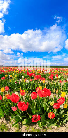 Panorama of multicolored tulips framed by blue sky Yerseke Reimerswaal province of Zeeland Holland The Netherlands Europe Stock Photo