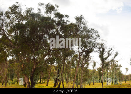 Gum Trees, New South Wales, Australia Stock Photo