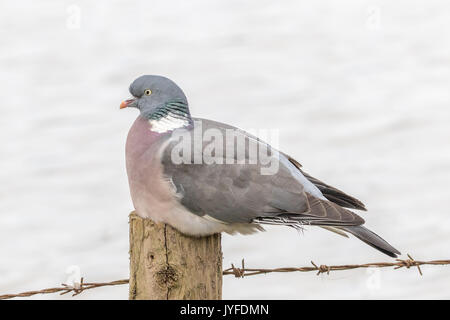 Pigeon on barded wire post Stock Photo