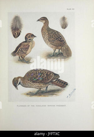 A monograph of the pheasants (10053945874) Stock Photo