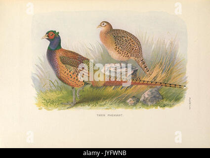 A monograph of the pheasants (10052594213) Stock Photo