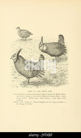 A history of the game birds, wild fowl and shore birds of Massachusetts and adjacent states (Plate XI) (7887192560) Stock Photo