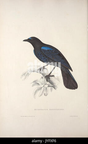 A century of birds from the Himalaya Mountains (TAB. XXX Stock Photo ...