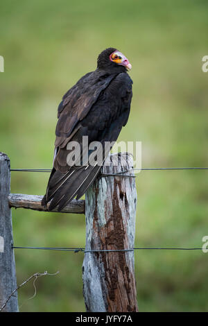 Lesser yellow-headed vulture (Cathartes burrovianus) sitting on a fence post, Pantanal, Mato Grosso do Sul, Brazil Stock Photo