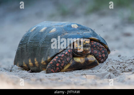 Red-footed tortoise (Chelonoides carbonaria), Pantanal, Mato Grosso do Sul, Brazil Stock Photo