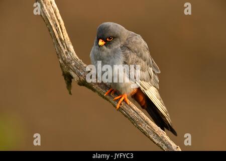 Red-footed Falcon (Falco vespertinus), male sitting on a branch, Kiskunság National Park, Hungary Stock Photo