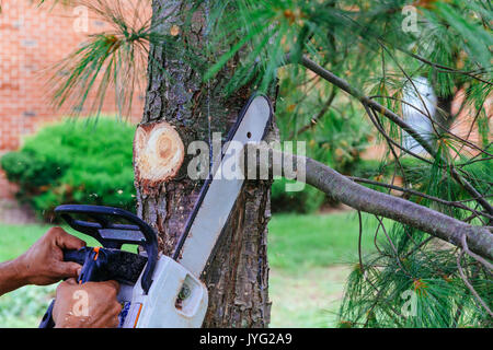 Professional is cutting trees using a chainsaw Cutting trees with saw Stock Photo
