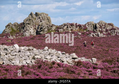 Two walkers approaching the Devil's Chair surrounded by purple heather on the Stiperstones, Shropshire, England, UK Stock Photo