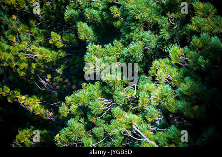 Green background, Pine tree on the background Stock Photo