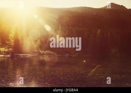 foggy morning and web with a spider in a forest in the sunlight Stock Photo