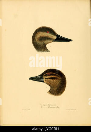 A monograph on the anatidae, or duck tribe (7549322262) Stock Photo