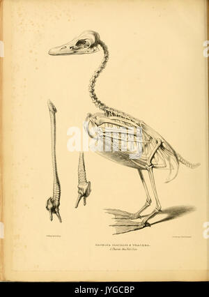 A monograph on the anatidae, or duck tribe (7549315370) Stock Photo