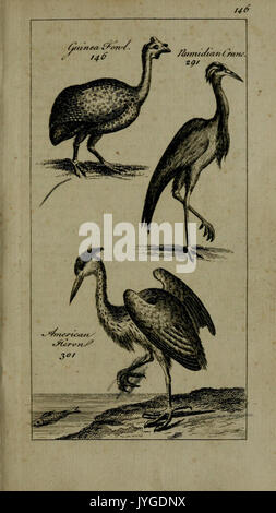 A new and accurate system of natural history (Pl. 15) (8714718412) Stock Photo